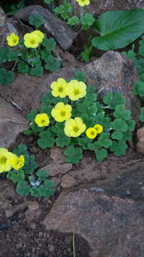 Image de Oxalis lasiorrhiza Salter