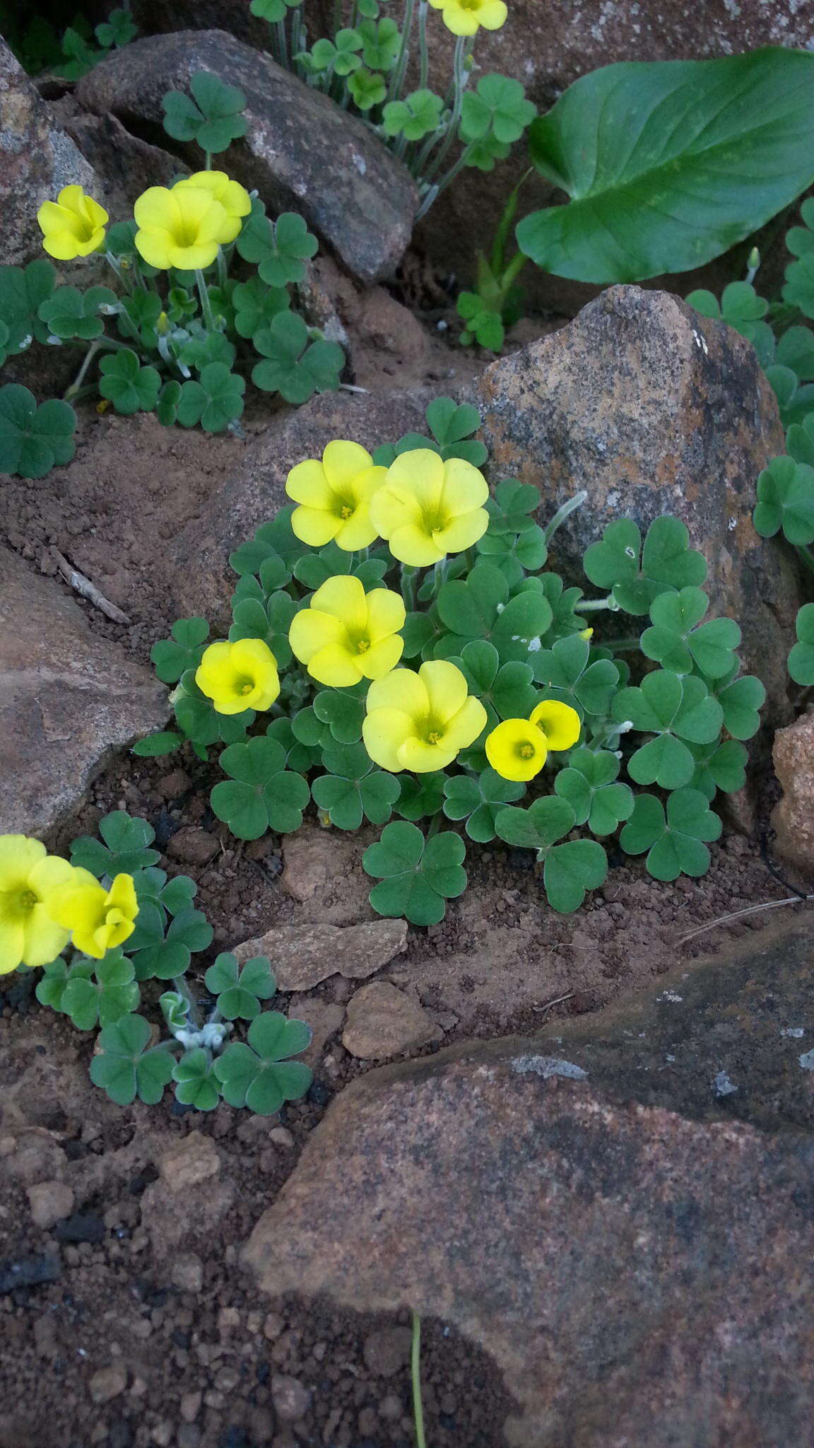 Image of Oxalis lasiorrhiza Salter