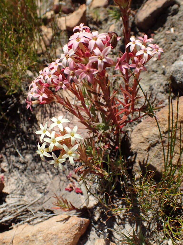 Image of Crassula fascicularis Lam.