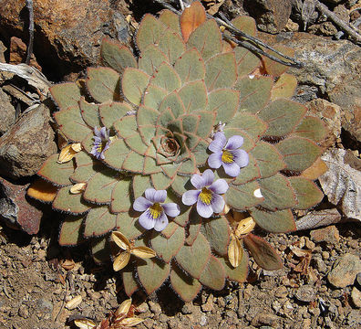 Image of <i>Viola rosulata</i> Poepp. & Endl.