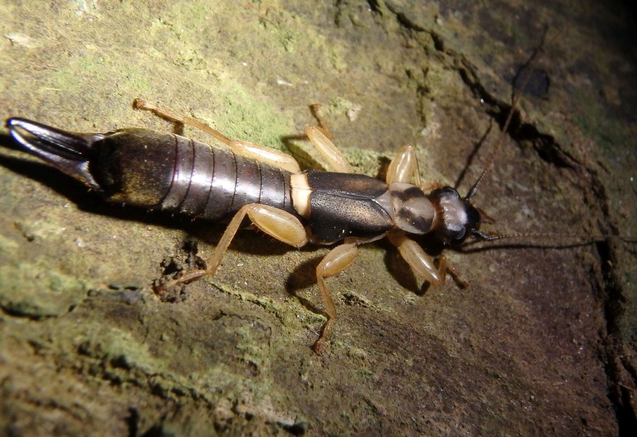 Image of Acrania picta (Guerin-Méneville 1838)