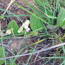 Image of Hermannia geniculata Eckl. & Zeyh.