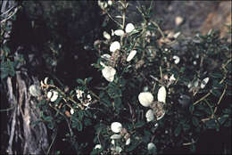 صورة Spyridium phlebophyllum (F. Müll.) F. Müll.