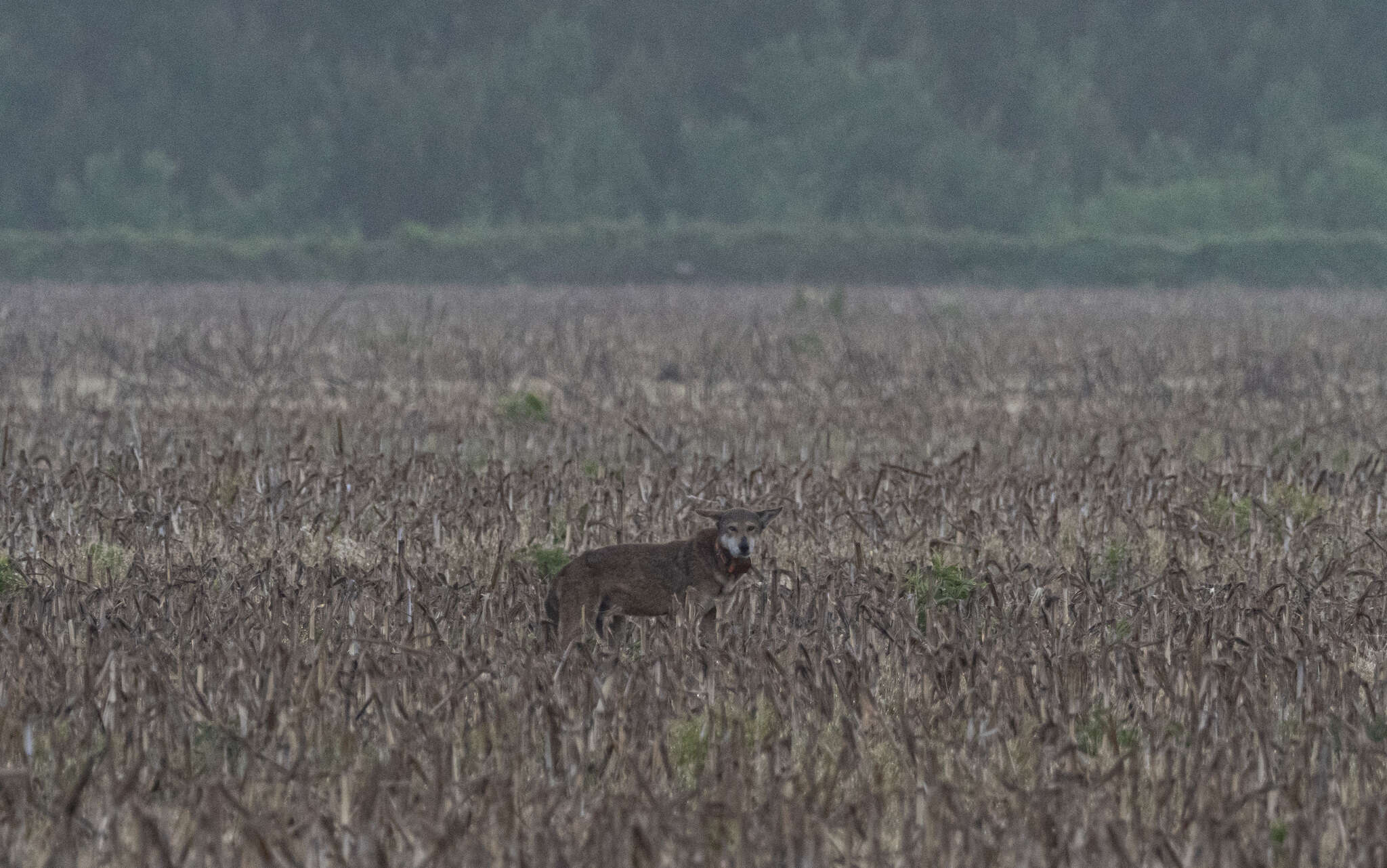 Image of Red wolf