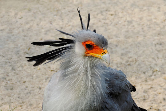 Image of Secretarybird