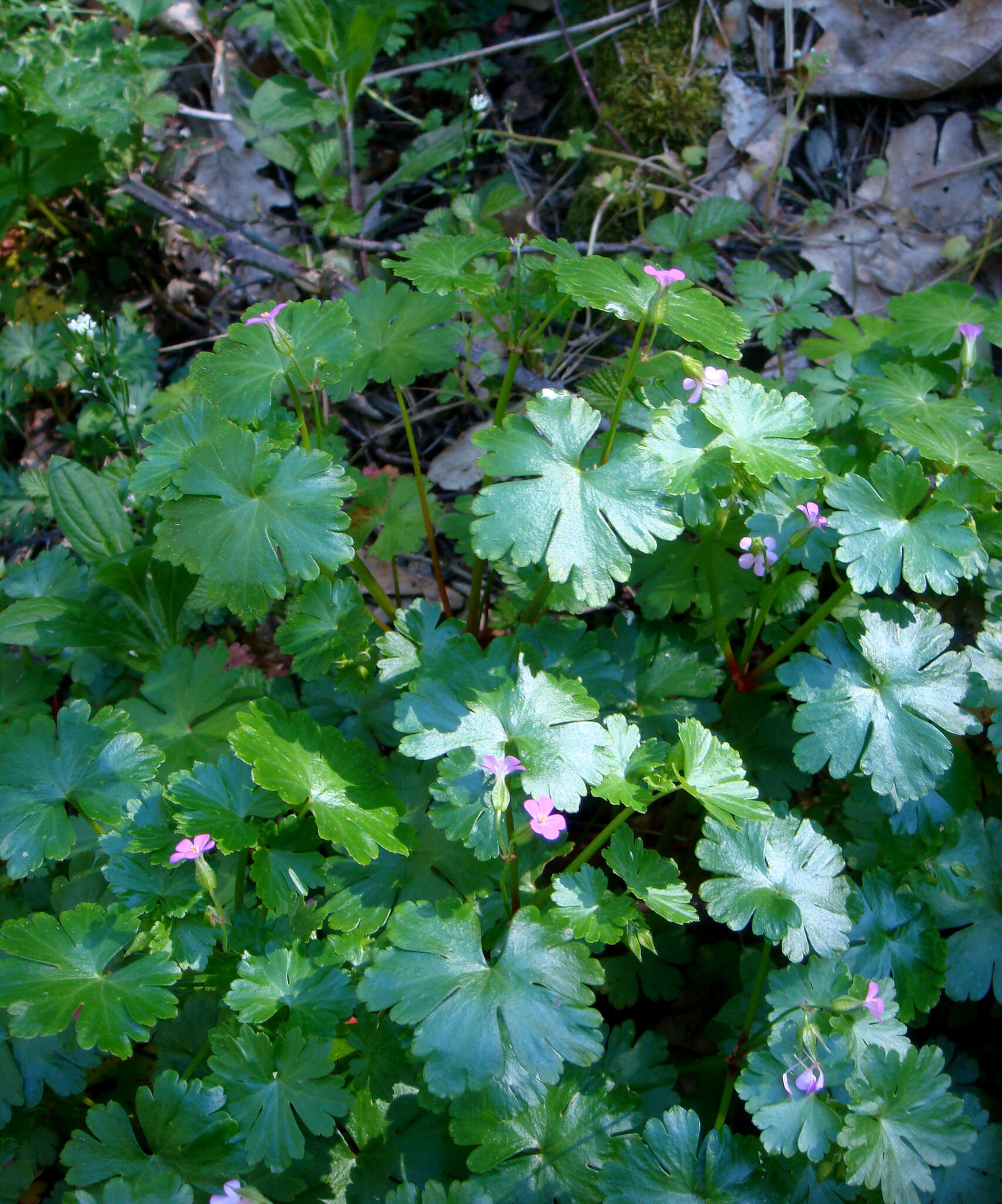 Image of shining geranium