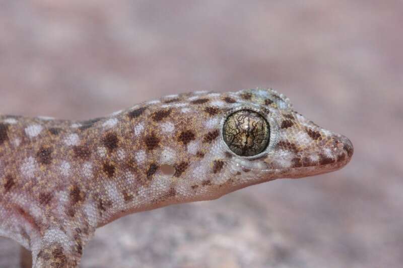 Image of Northern Spotted Rock Dtella