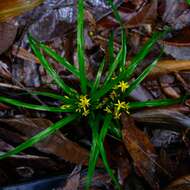 Image of Grass orchids