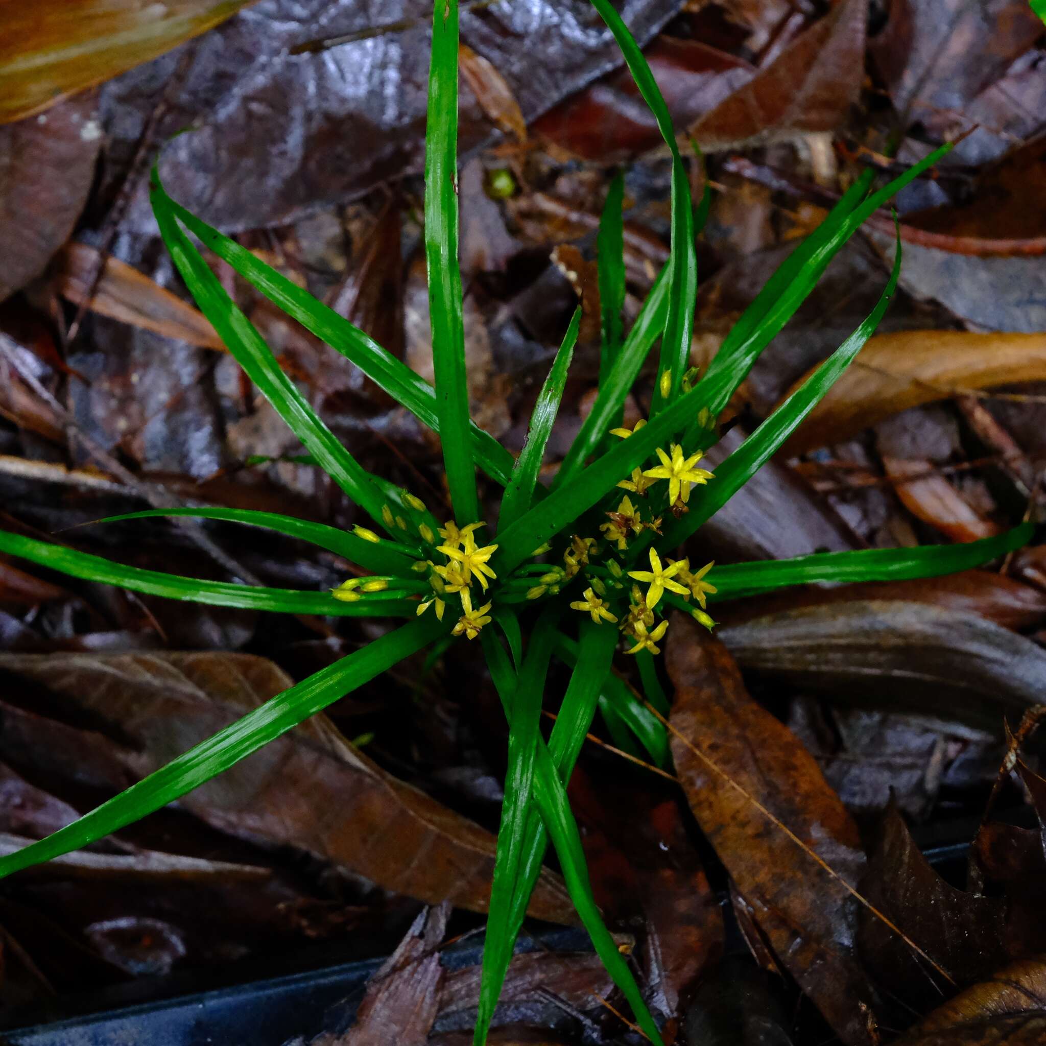 Image of Grass orchids