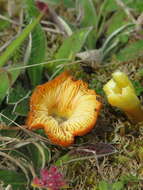 Image of Hygrocybe conicoides (P. D. Orton) P. D. Orton & Watling 1969