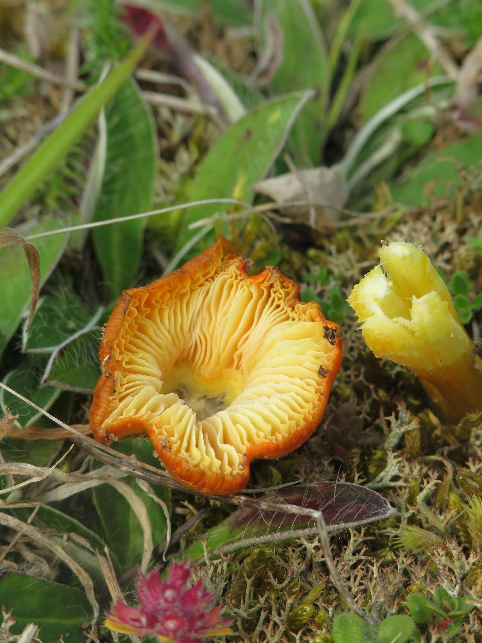 Image of Hygrocybe conicoides (P. D. Orton) P. D. Orton & Watling 1969