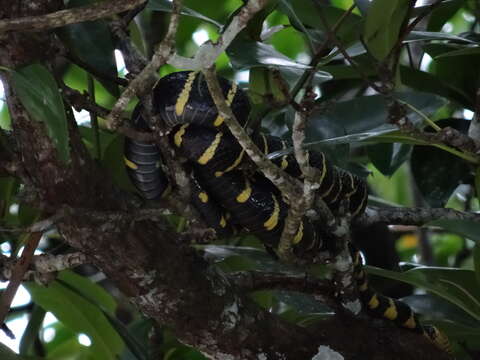 Image of Gold-ringed Cat snake