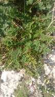 Image of Horseshoe-vetch