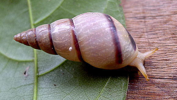 Image of <i>Leiostracus vittatus</i>