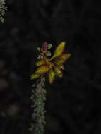 Image of Balsamocarpon brevifolium Clos