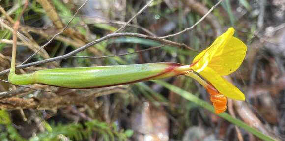 Image of Patersonia umbrosa var. xanthina (F. Muell.) Domin