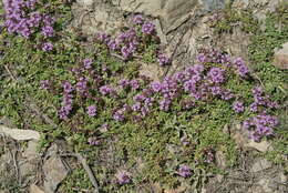 Image of Thymus linearis Benth.