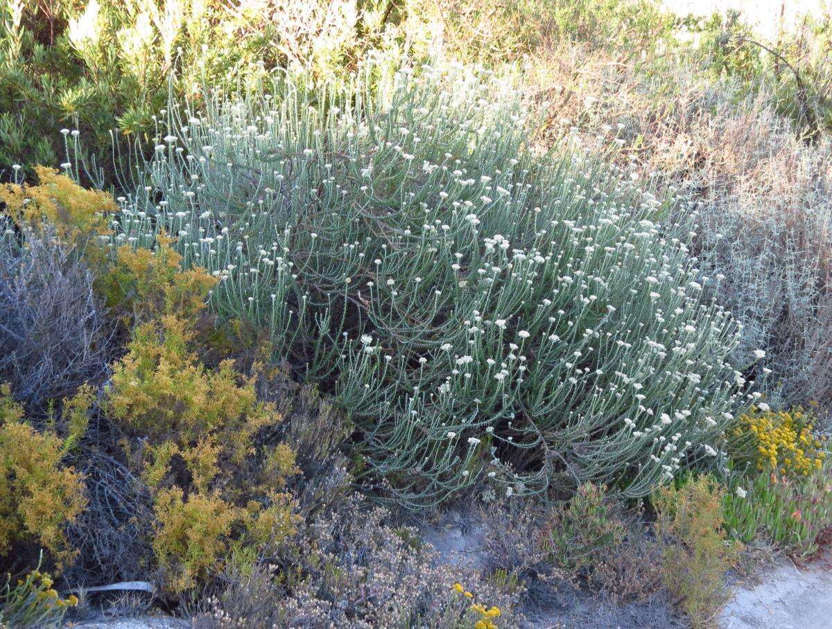 Image of Metalasia eburnea Bengtson & P. O. Karis