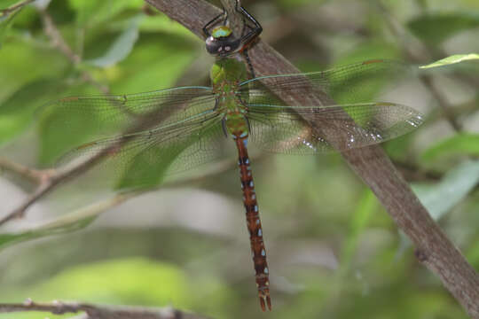 Image of Comet Darner