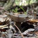 Image of Russula inquinata McNabb 1973