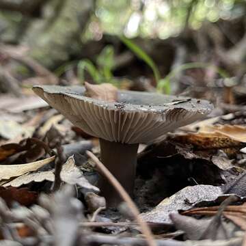 Russula inquinata McNabb 1973的圖片