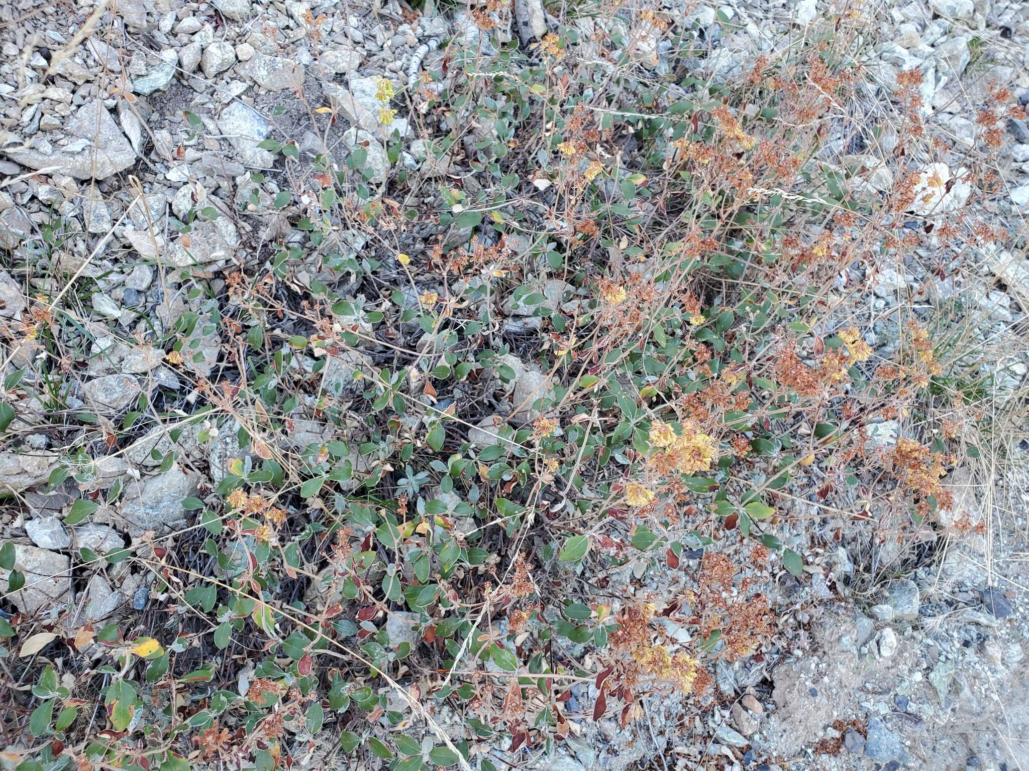 Image of Eriogonum umbellatum var. ahartii Reveal