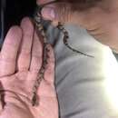 Image of Hallberg's Cloud Forest Snake