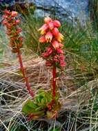 Image of Echeveria bicolor (Kunth) Walther