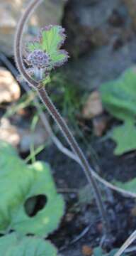 Pelargonium lobatum (Burm. fil.) L'Her. resmi