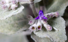 Image of desert lavender