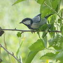 Image of Parus major intermedius Zarudny 1890