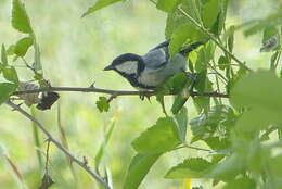 Image of Parus major intermedius Zarudny 1890