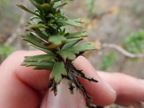 Image of Euryops algoensis DC.