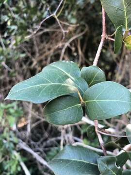 Image de Rhoicissus sessilifolia E. Retief