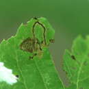 Stigmella tiliella (Braun 1912) Newton et al. 1982的圖片