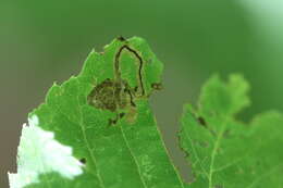 Image of Stigmella tiliella (Braun 1912) Newton et al. 1982