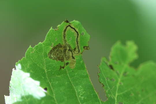 Stigmella tiliella (Braun 1912) Newton et al. 1982的圖片