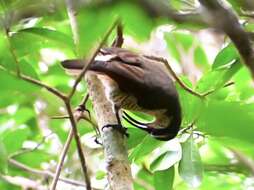 Image of Paradise Riflebird