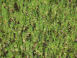 Image of black saltwort