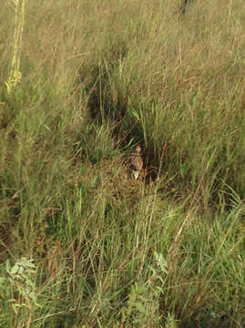 Image of Attwater's greater prairie-chicken