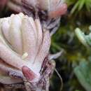 Image of Coast Range stonecrop