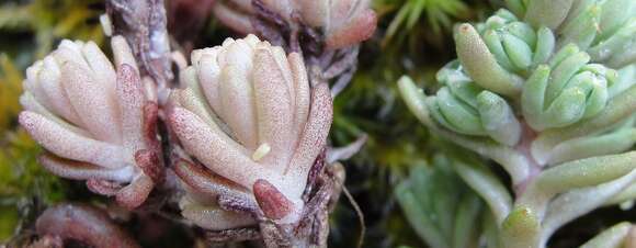 Image de Sedum radiatum S. Wats.