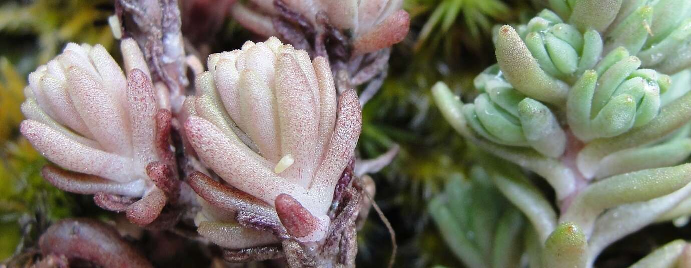 Слика од Sedum radiatum subsp. depauperatum R. T. Clausen