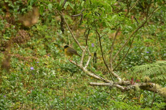 Image of Gould's Nightingale-Thrush