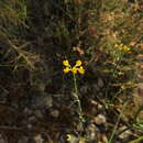 Plancia ëd Coronilla juncea L.