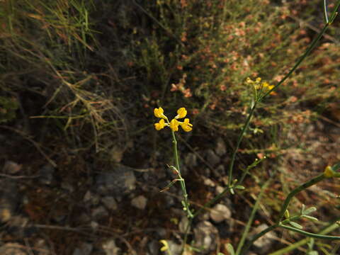 Image of Coronilla juncea L.