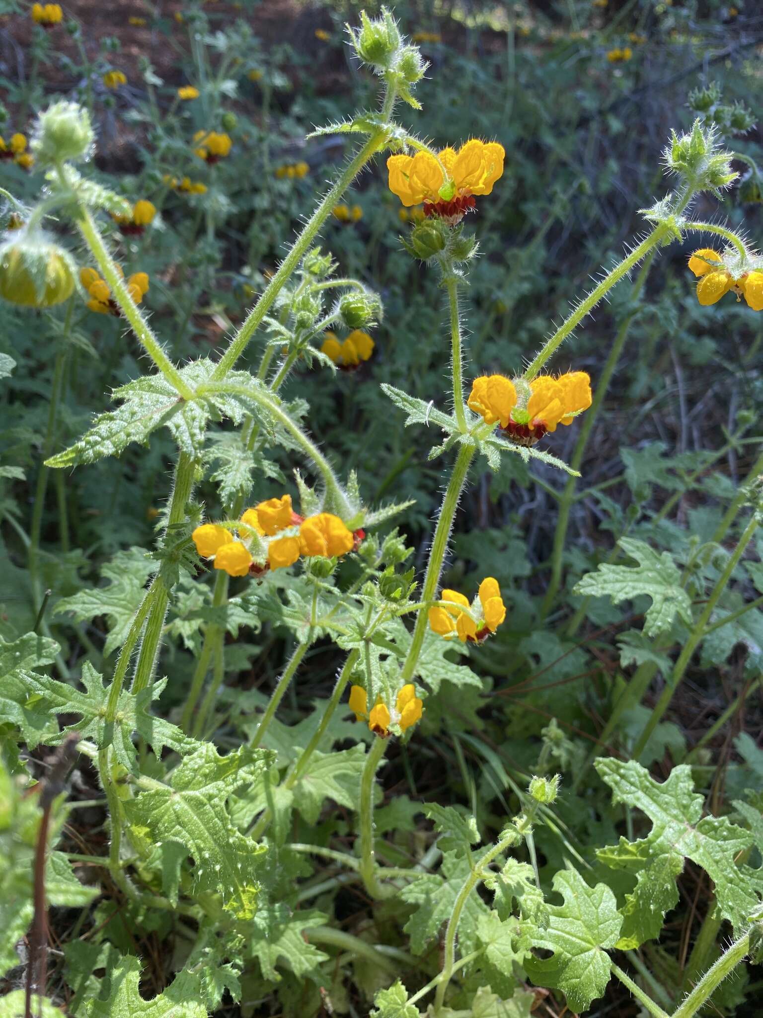 Image of Loasa tricolor Weinm.