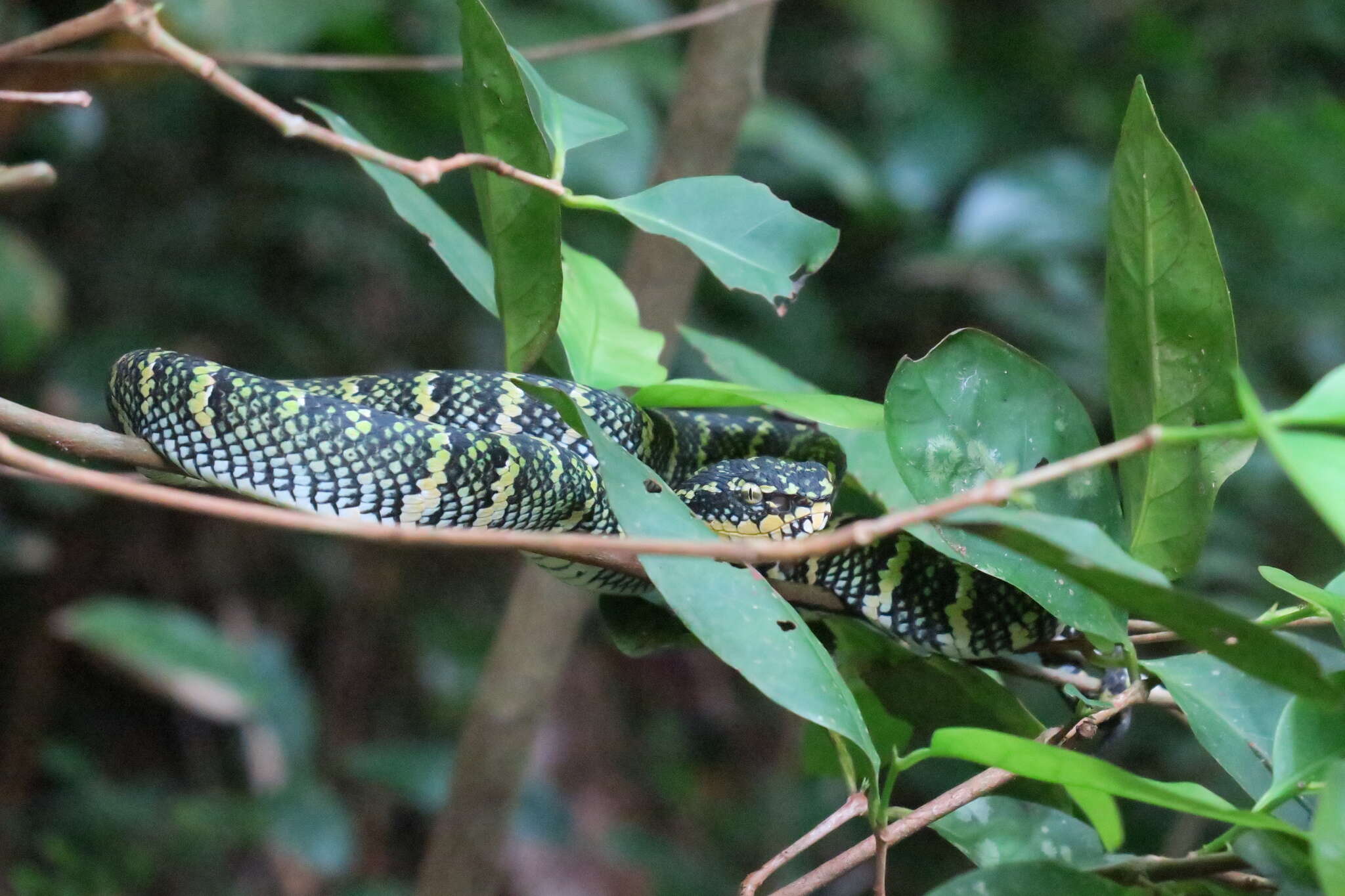 Image of Wagler's Keeled Green Pit Viper