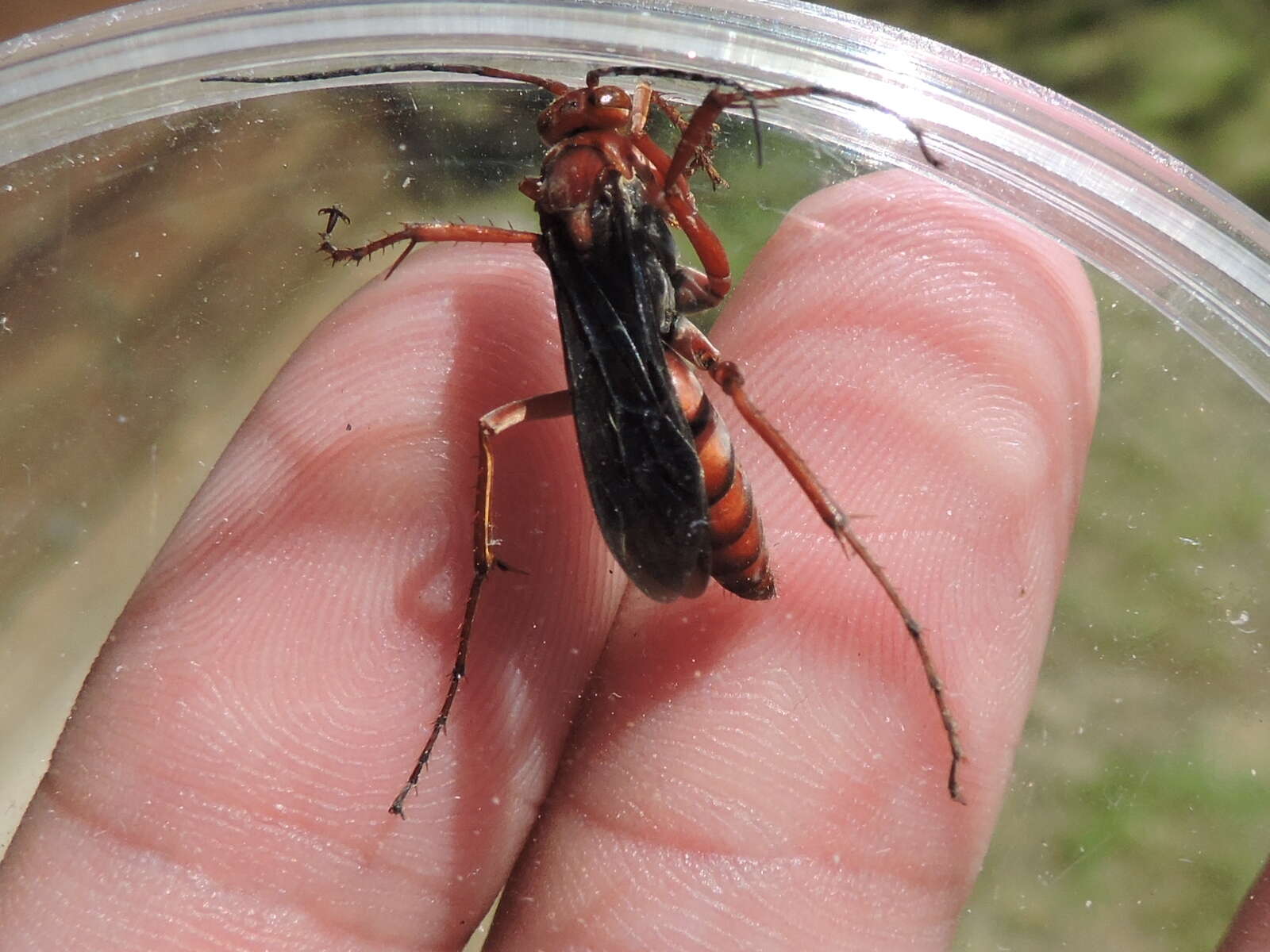 Image of Tachypompilus ferrugineus