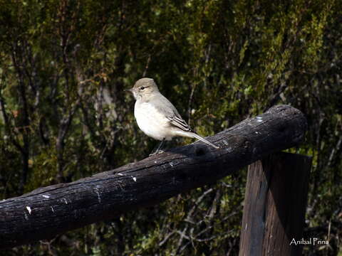 Image of Lesser Shrike-Tyrant